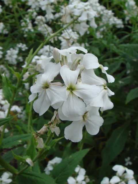 Hesperis matronalis var.alba fleur